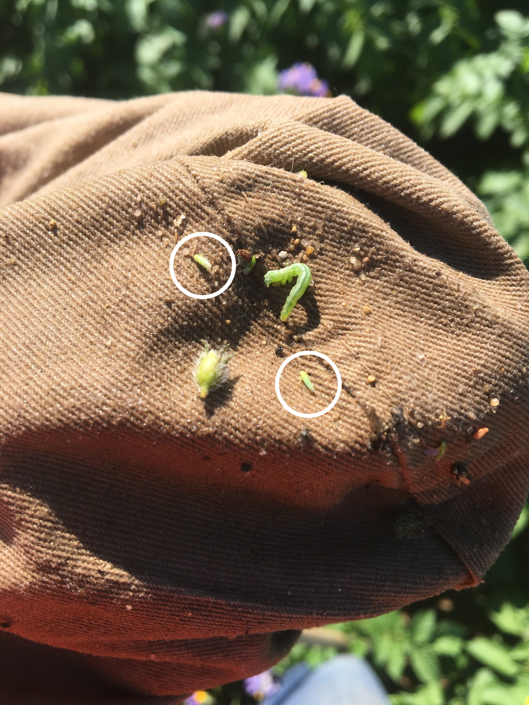 PLH see leafhoppers.png